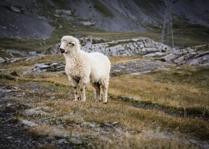 Apartment Leuca 31 *
