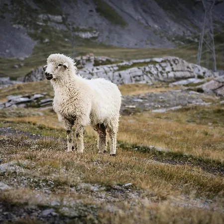 Apartmán Leuca 31 *